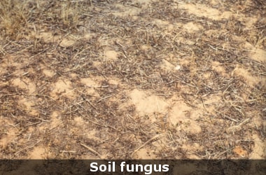 Now soil fungus to break down plastic