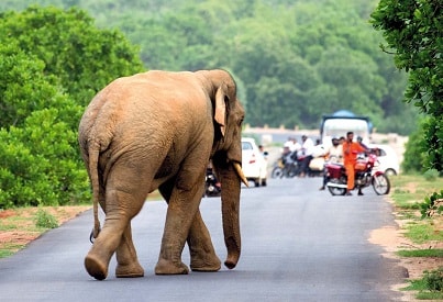 Methods to control/scare the elephants