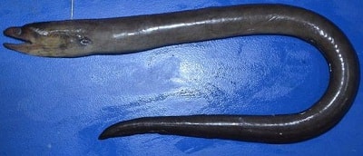 Gymnothorax Indicus, a new species of eel discovered on West Bengal Coast