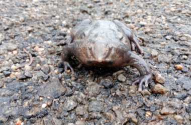 Meet a pig nosed frog!