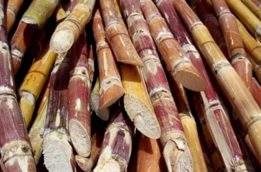 First sugarcane hybrid clone variety launched