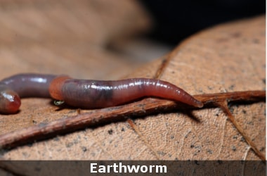 Two new primitive species of Earthworms discovered