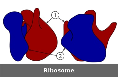 Defects in Ribosome cause leukaemia.