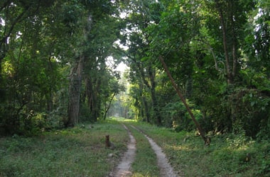 Millions of forest dwellers in India do not have access to rights/forest resources