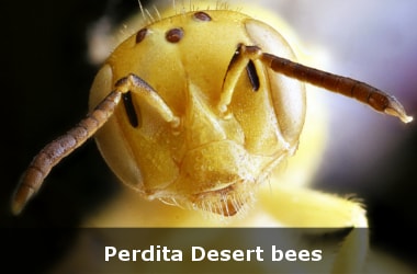 Nine unique species of desert bees found