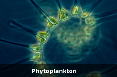 NASA space based sensors first continuous look at phyotplanktons