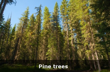 Replace inflammable pine trees to deal with forest fires