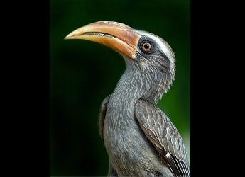 Naga festival on Hornbills