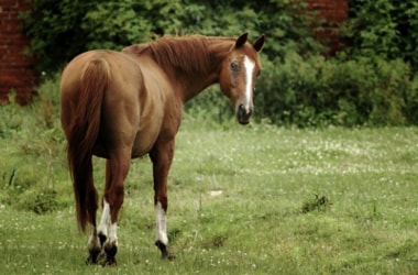 Horse antibodies may effectively treat Ebola