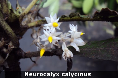 Neurocalyx calycinus: A herbal plant to cure cancer!