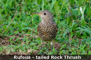 Rufous-tailed Rock Thrush - Nepal