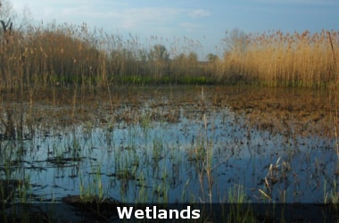 SC directs GoI to protect 2 lakh wetlands