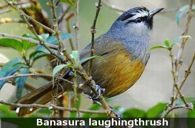 Banasura laughingthrush in India