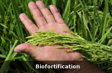 What is Bio-fortification?