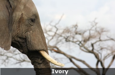 China bans ivory trade