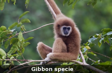 New gibbon species in China named after Star Wars character