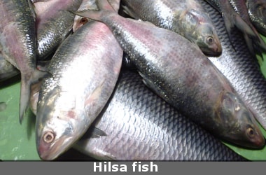 Hilsa fish to get legal protection in West Bengal