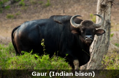 Indian Bison - A nocturnal animal