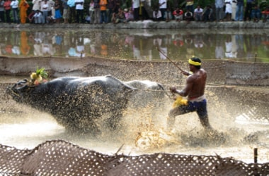 After Jallikattu, now Kambala to be out of PETA