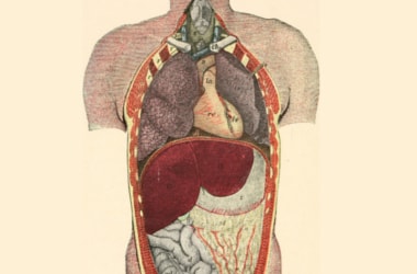 New human organ mesentery found in the digestive system