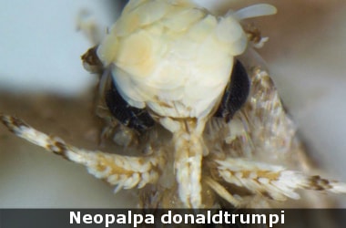 Neopalpa donaldtrumpi, the moth named after Donald Trump!