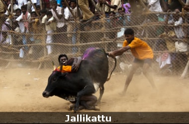 Union Government clears TN Ordinance on Jallikattu