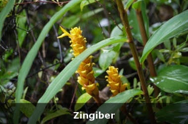 New species of Zingiber in Andamans
