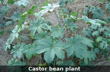 Castor bean plant to fight soil pollution!