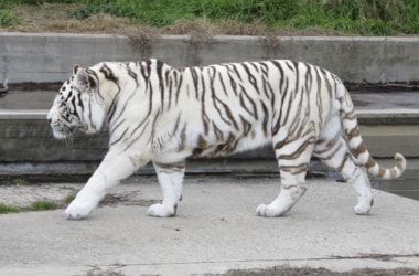 First white tiger in the Nilgiris spotted!