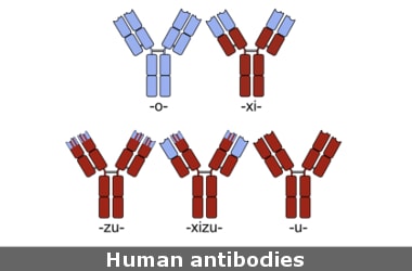 Human antibodies produced in lab for first time