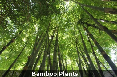 National Bamboo Mission renamed and revamped