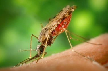 National Strategic Plan for Malaria Elimination launched