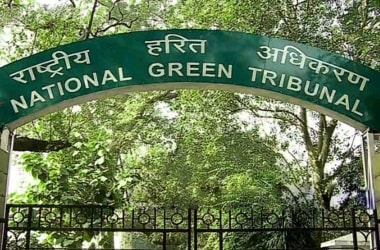 NGT bans synthetic manjas