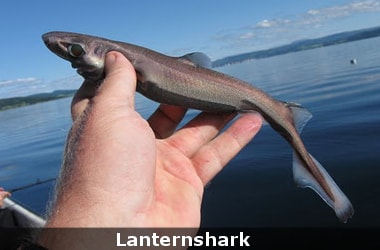 Now, a new species of Lanternshark that glows in the dark!