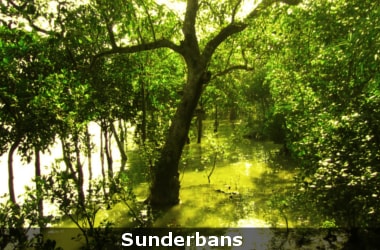 Sunderbans depleting @5 percent from 2001 to 2012!