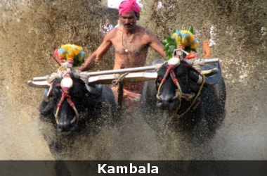 Bullock sport Kambala to be legalised