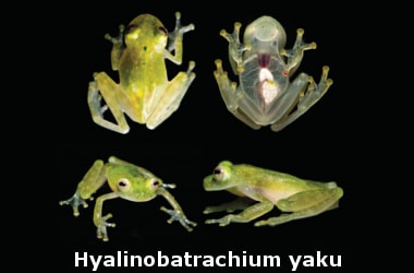 New glass frog species in Ecuador