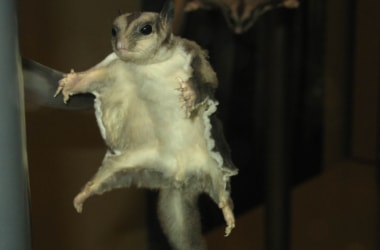 New species of flying squirrel discovered