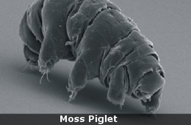 Meet the Moss Piglet, the world