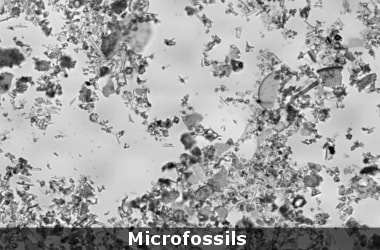 4.3 billion year old microfossils found in Canada