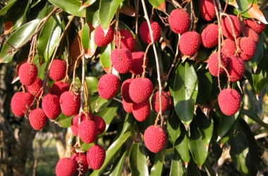 Bihar leads litchi production!