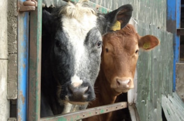 Ban on Sale of Cattle for Slaughter: Pros and Cons