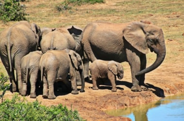 Elephant census begins in Karnataka