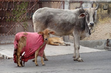 Gauvansh Chikitsa Mobile Vans: Cow ambulance service launched