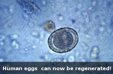 Human eggs can now be regenerated!