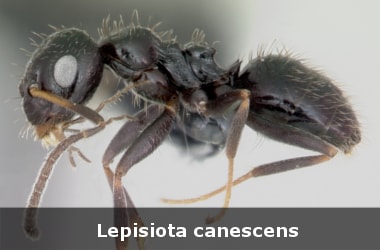 Lepisiota canescens: Species of Ethiopian ant to take over the world