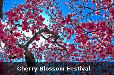 Meghalaya - First state to host Cherry Blossom Festival