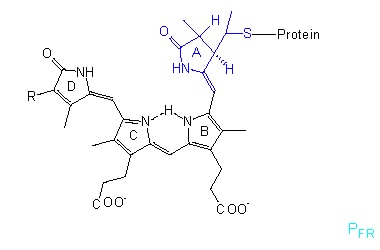 Thermometer molecule enables plants to develop