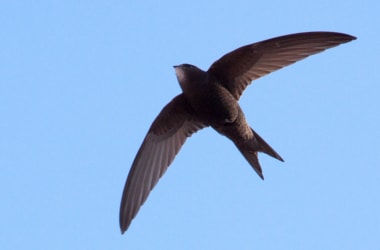 Birds that fly for 10 months without ever landing!