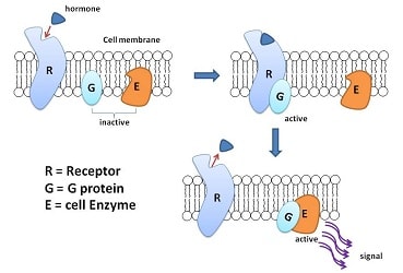 Artificial protein blocks cancer and birth defects